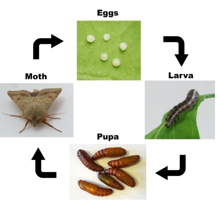 How to control agricultural pests?