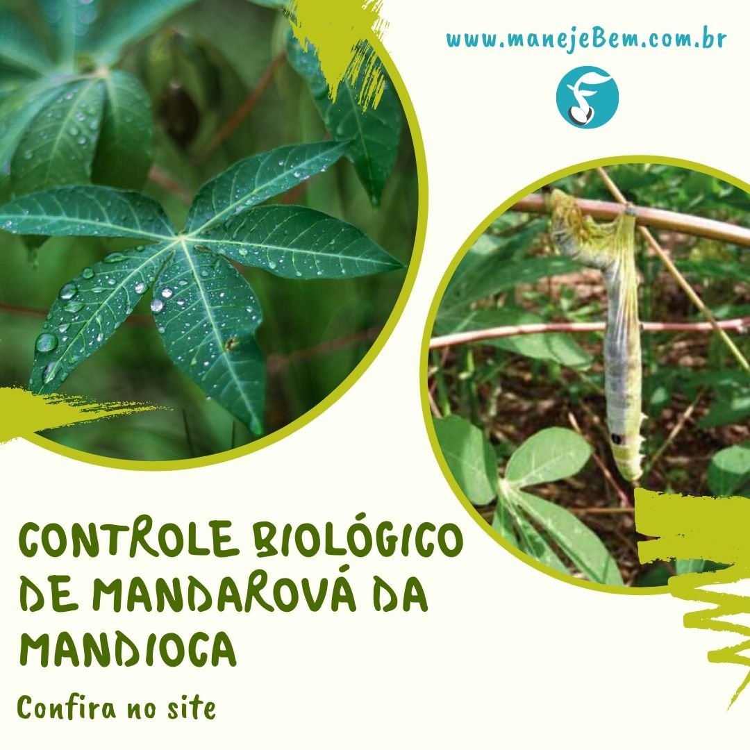 How to fight the cassava mandarová caterpillar