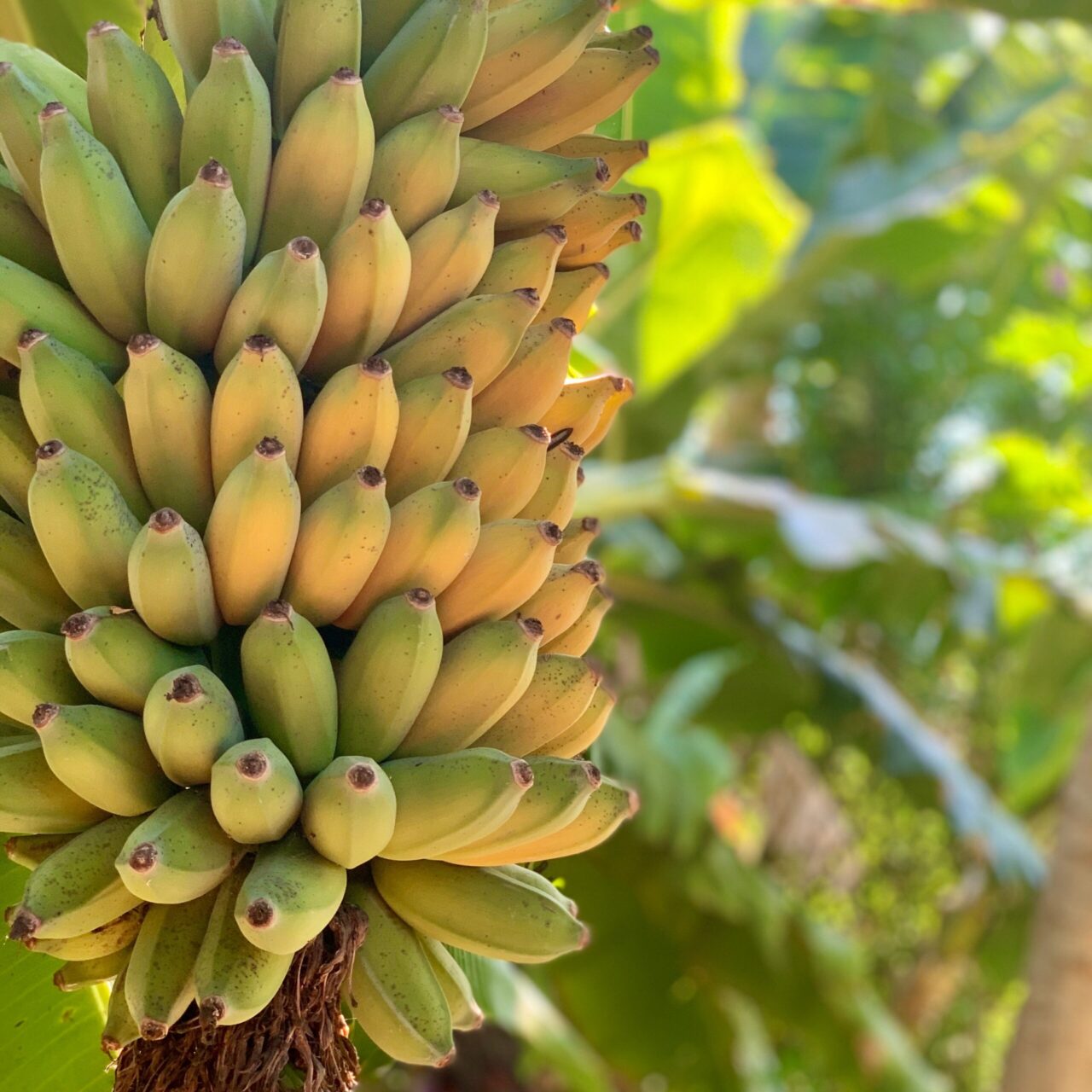 How to plant bananas – learn in 6 steps