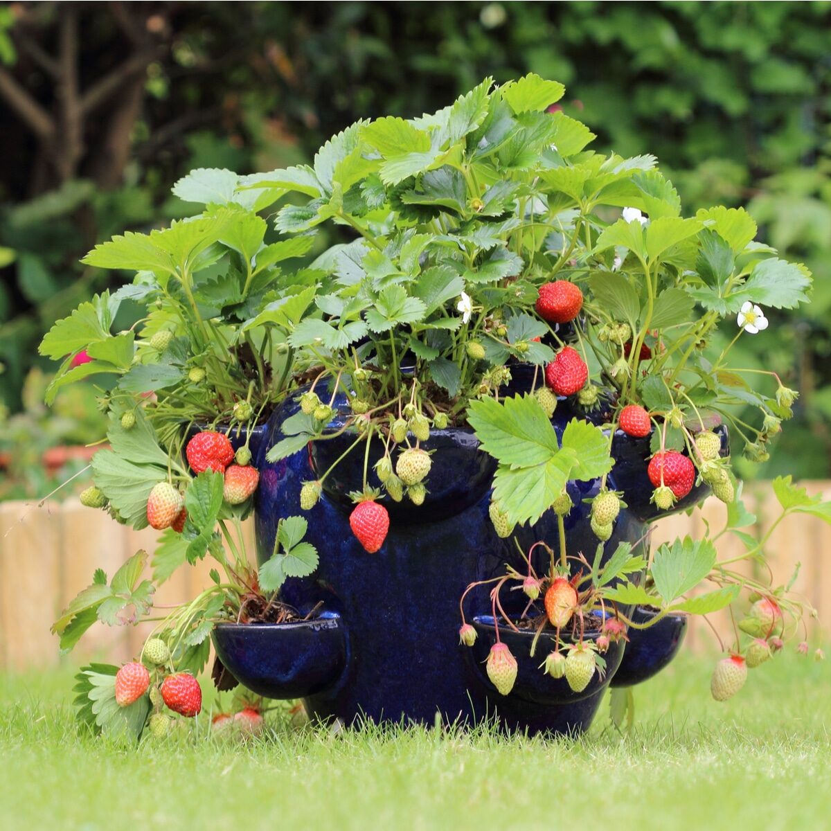 How to plant strawberry? Care in planting