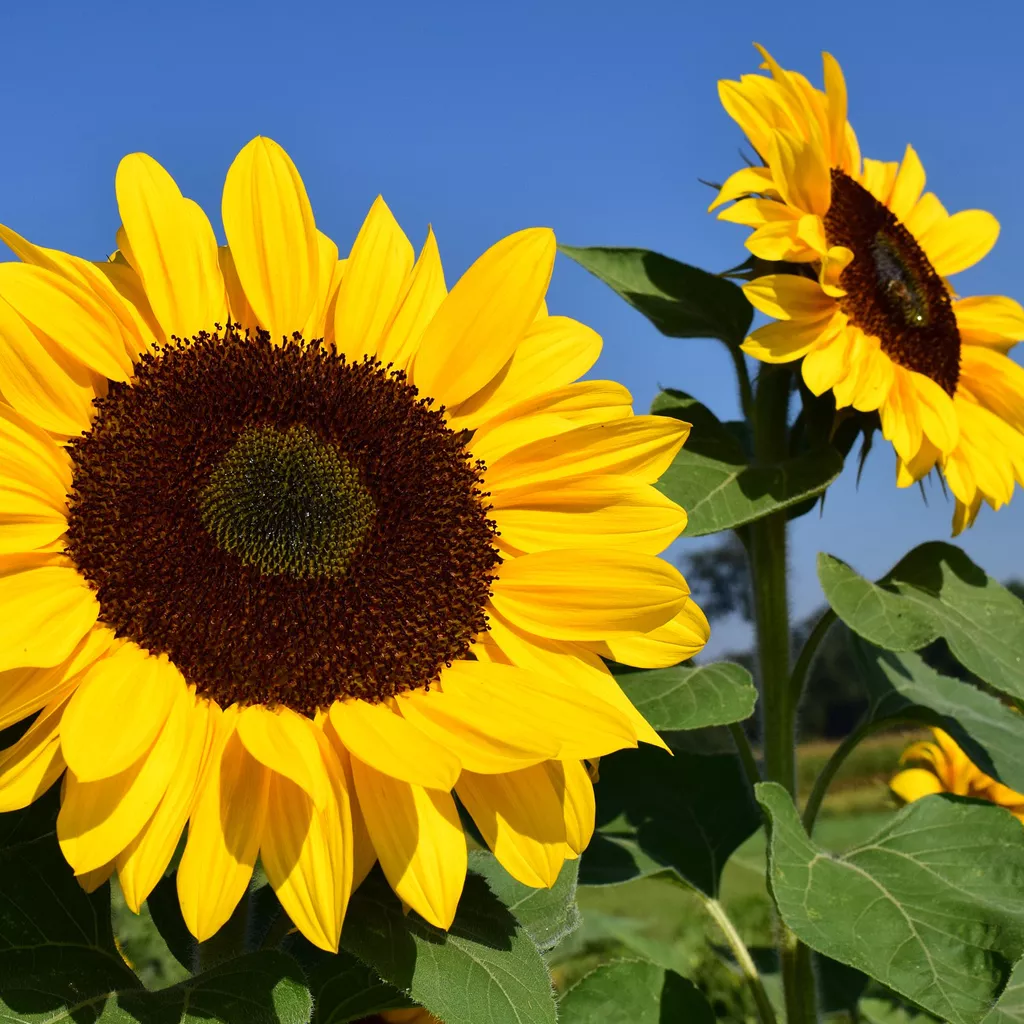 how to plant sunflower