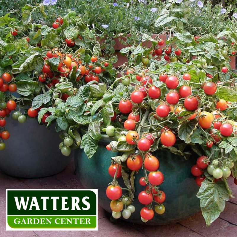 How to plant tomatoes: growing tips