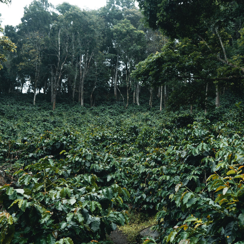 Importance of urea in coffee fertilization