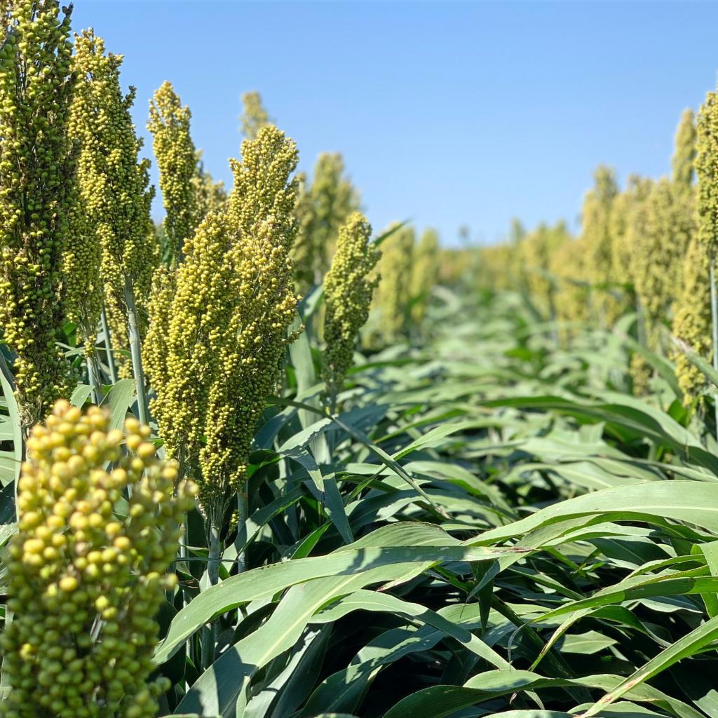 Know the benefits of planting grain sorghum