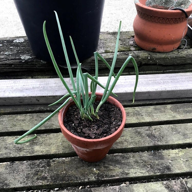 Learn how to plant onions in a pot