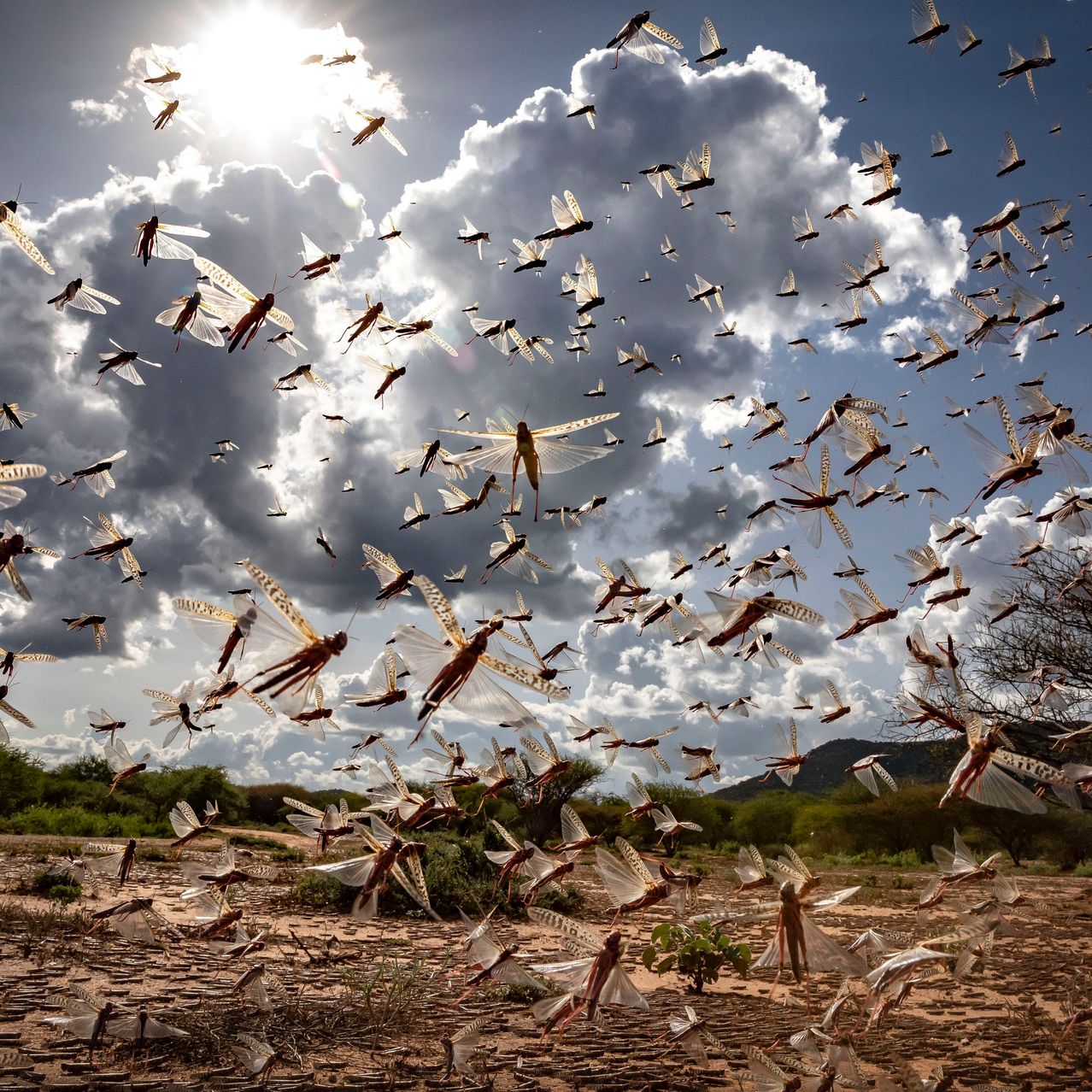 Locust swarm turns into war operation