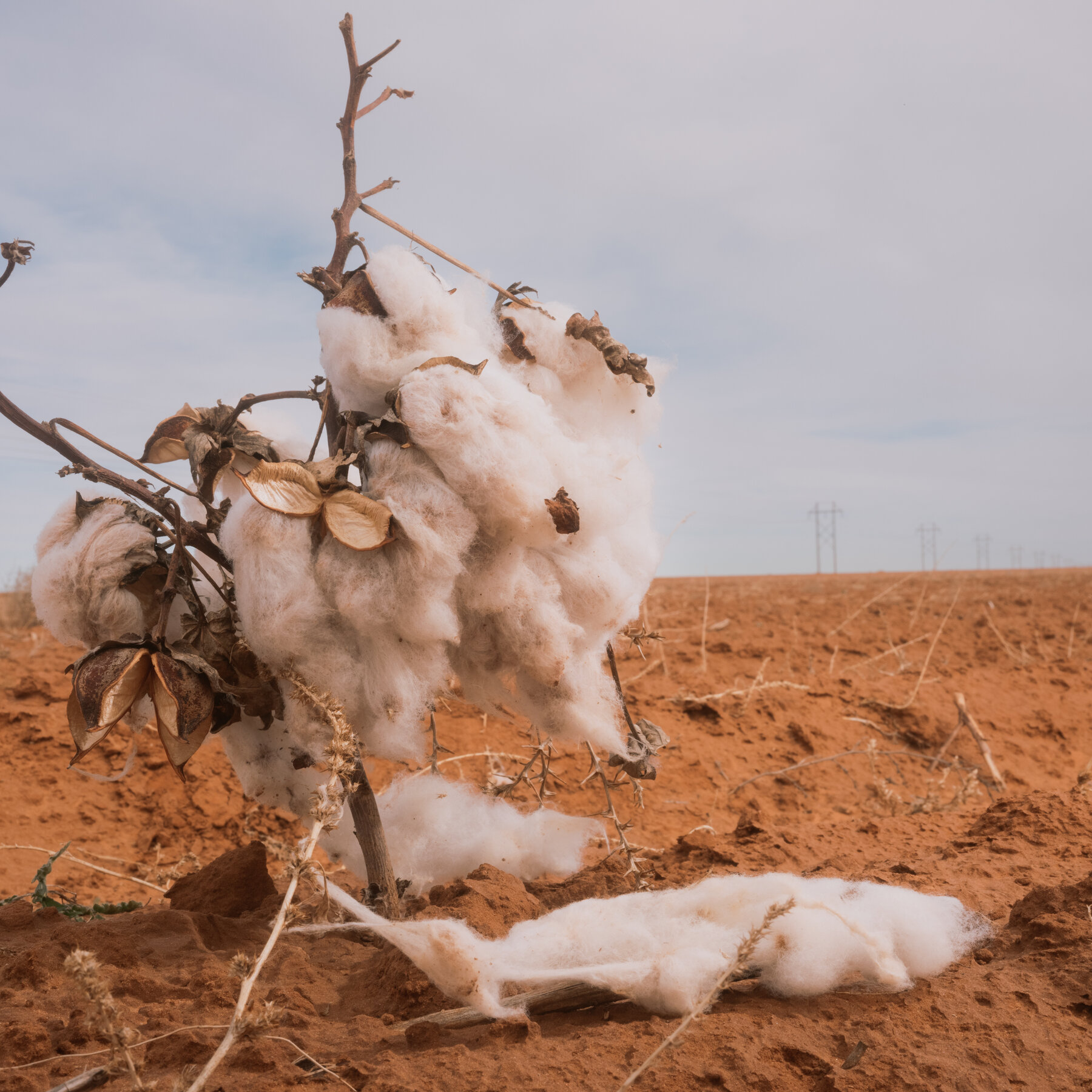 The impact of climate on cotton culture