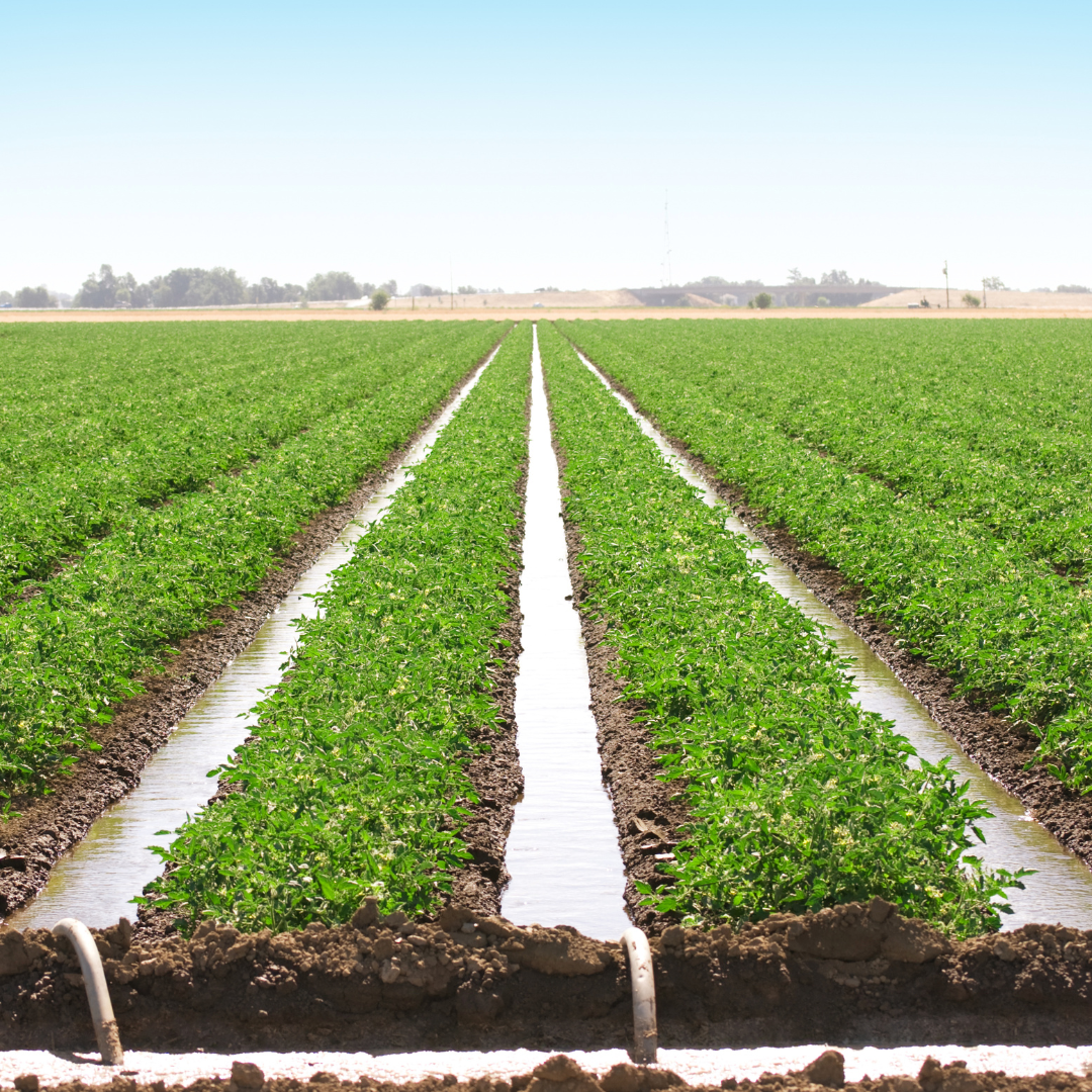 Use of artificial light irrigation can increase productivity in the field