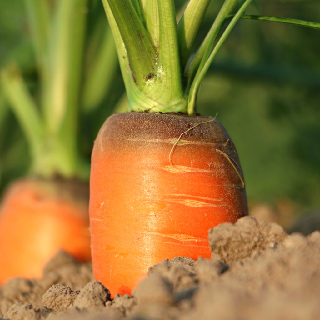 What kind of soil does carrots like?